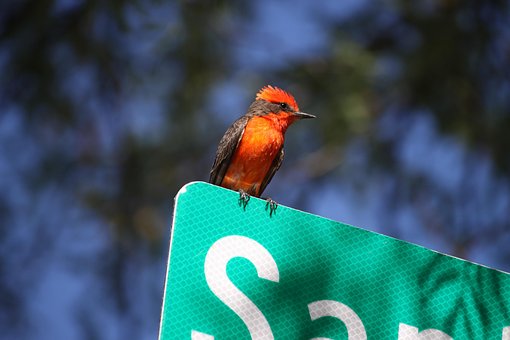 Vermillion Fluesnapper, Arizona, Fugl