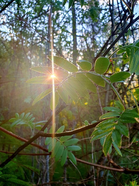 Free Dawn Sunrise photo and picture