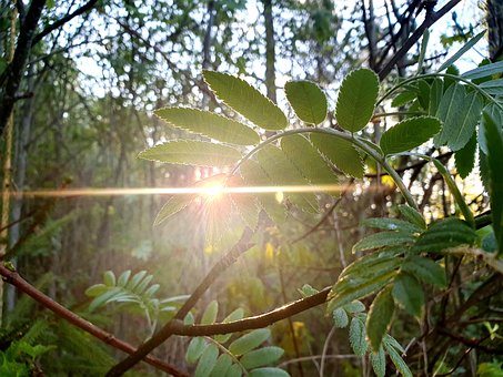 Free Dawn Sunrise photo and picture