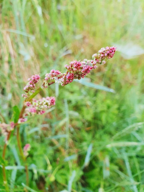 Free Wildflower Pink photo and picture
