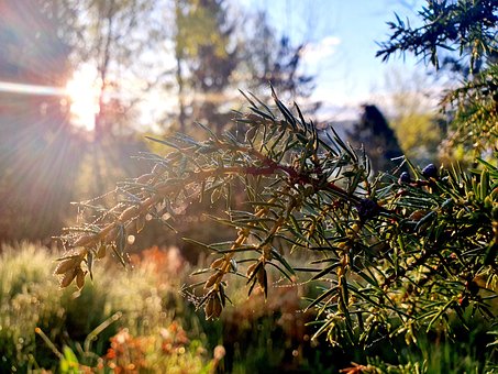 Free Juniper Branch photo and picture