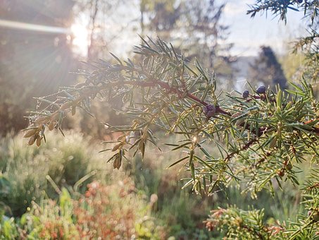 Free Juniper Branch photo and picture