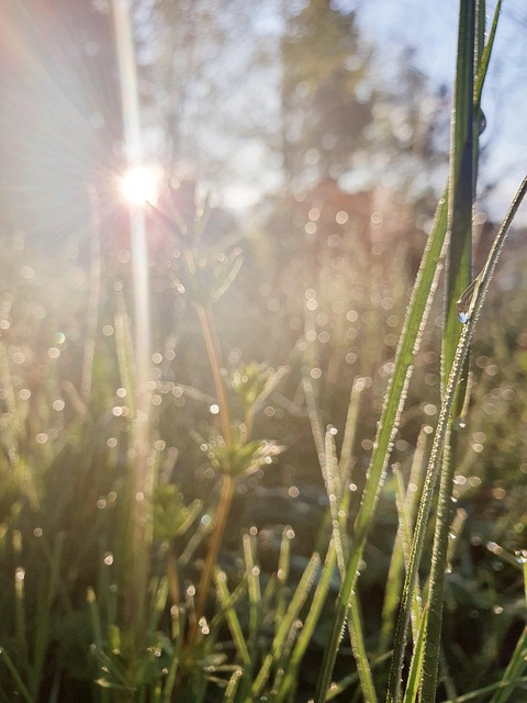 Free Nature Dawn photo and picture