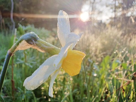 Free Nature Dawn photo and picture
