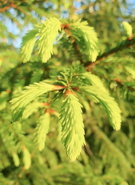 Free Fir Shoot photo and picture