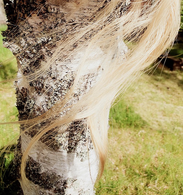 Free Scandinavia Nordic photo and picture