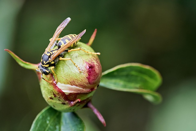 Free Insect Entomology photo and picture