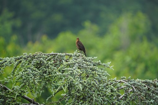Free Bird Blackbird photo and picture
