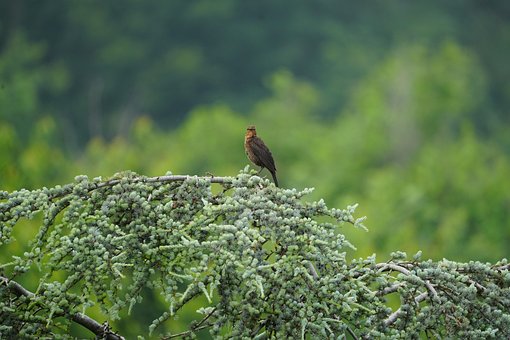 Free Blackbird Bird photo and picture