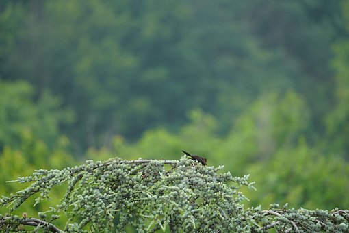 Free Blackbird Ornithology photo and picture