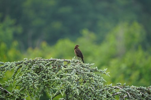 Free Blackbird Ornithology photo and picture