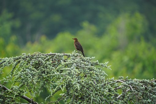 Free Blackbird Bird photo and picture