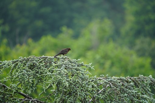 Free Blackbird Ornithology photo and picture