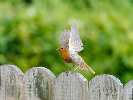 Free Bird Robin photo and picture