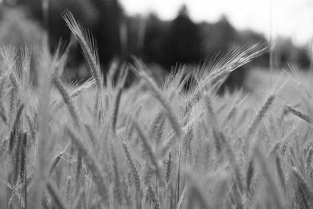 cornfield, grain, agriculture, grain field, nature, summer, wheat, landscape, barley, wheat field, plant, food, cornflowers, spike
