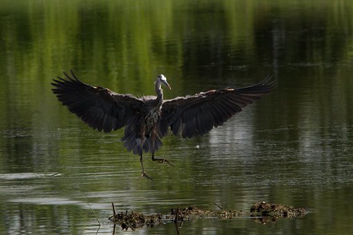 Pássaro, Garça, Ornitologia, Espécies