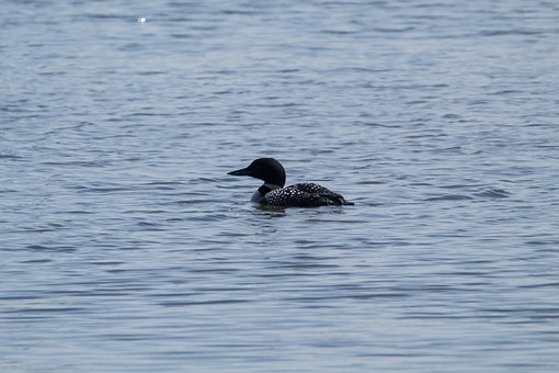 Pato, Pássaro, Penas, Lago, Agua, Animal