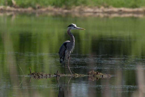 Garça, Pássaro, Animal, Penas, Plumagem