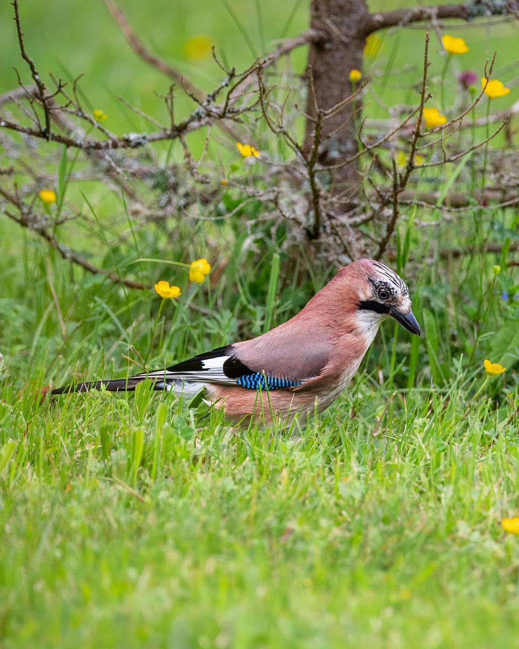 Eichelh her Vogel Wildvogel Kostenloses Foto Auf Pixabay Pixabay