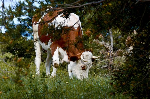 Free Cattle Cow photo and picture