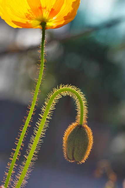 Free Macro Macro Photo photo and picture