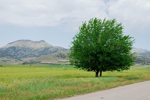 Free Tree Lonl photo and picture