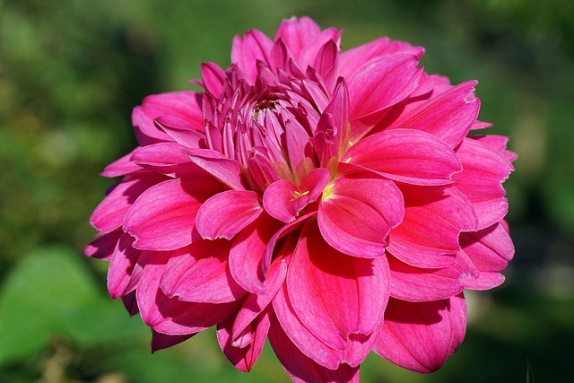 Free Dahlia Flower photo and picture