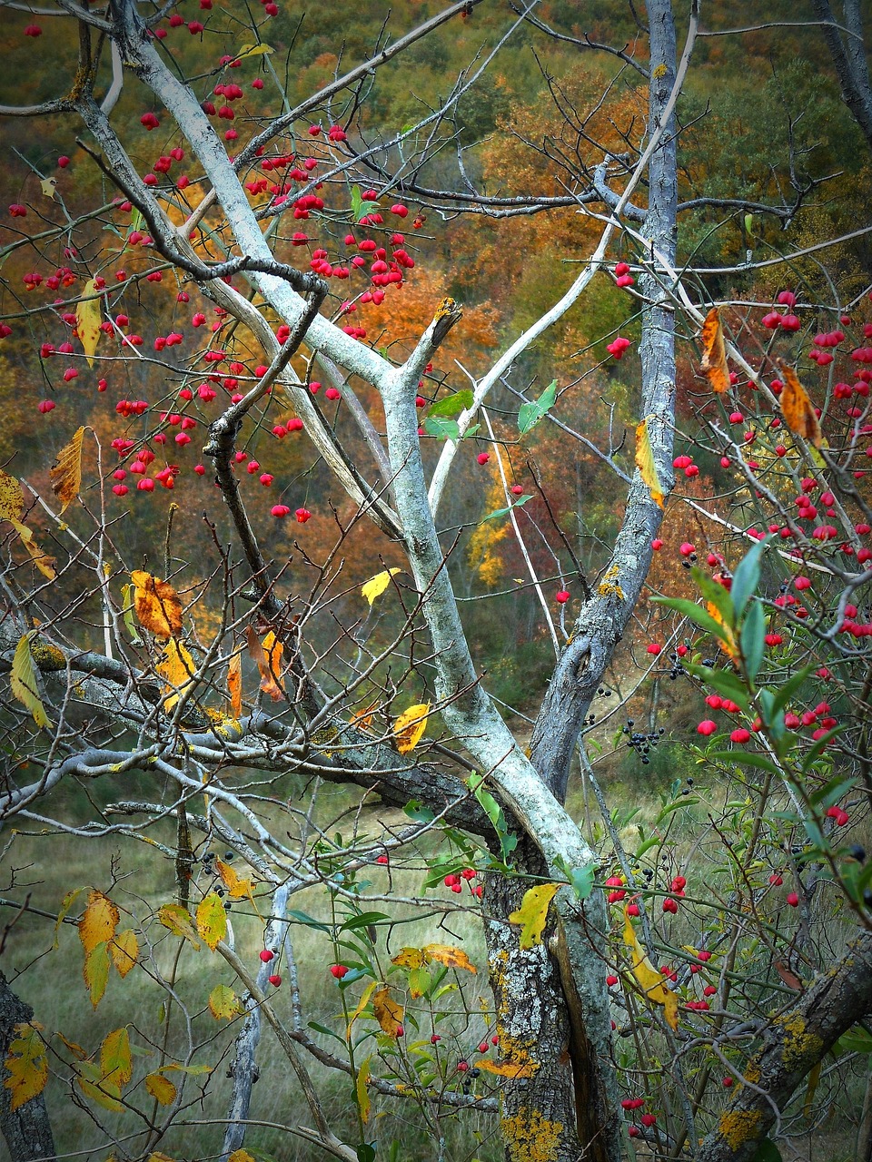Baies Rouges Autumn Automne Feuilles Baies - Photo gratuite sur Pixabay
