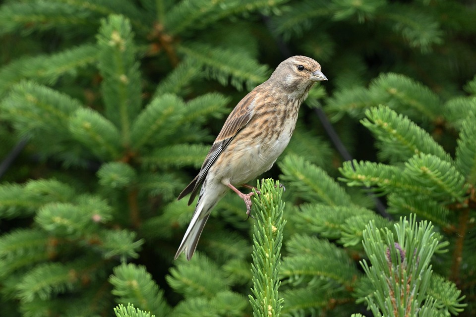 Bird Female Linnet Ornithology - Free photo on Pixabay - Pixabay