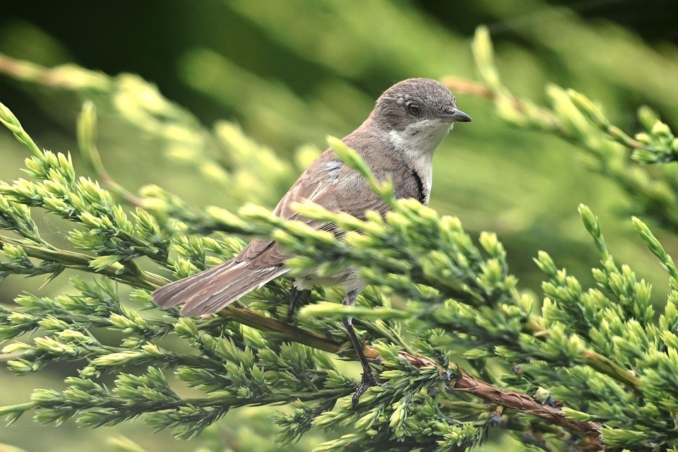 Bird Female Linnet Ornithology - Free photo on Pixabay - Pixabay