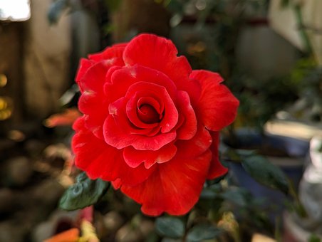 Free Red Rose Closeup Red Rose photo and picture