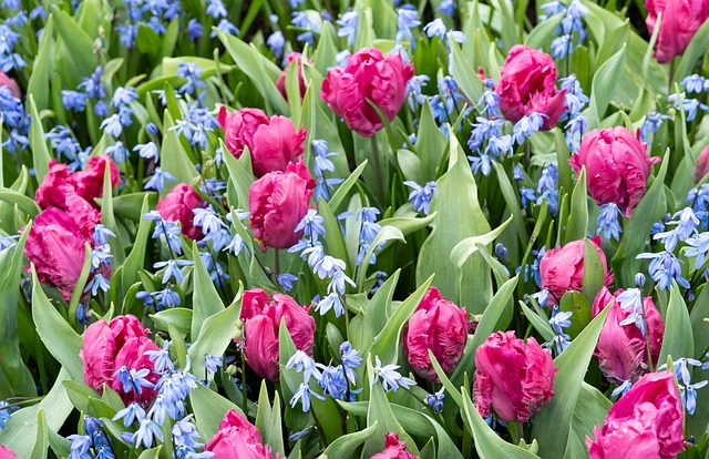 Tulpen, Blume, Pflanzen, Natur, Blüte
