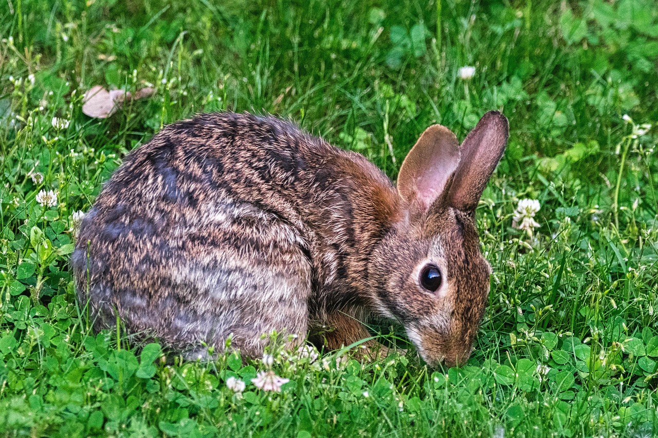 Coelho Mamífero Animais Selvagens - Foto gratuita no Pixabay - Pixabay