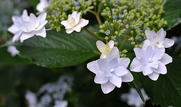 Free Flower Hydrangea photo and picture