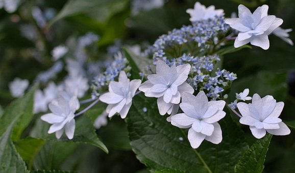 Free Flower Hydrangea photo and picture