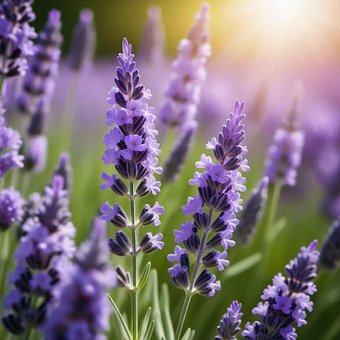 Natur, Blumen, Blüte, Feld, Garten