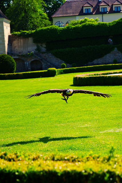 Vogel, Adelaar, Ornithologie, Soort