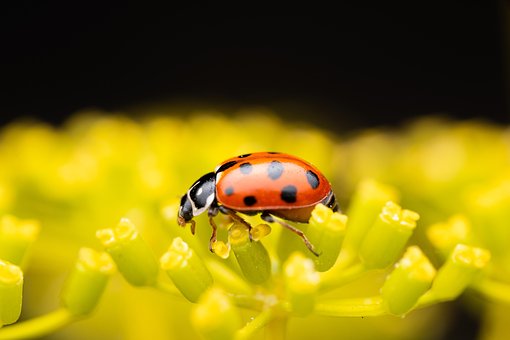 Free Ladybug Flower Wallpaper photo and picture