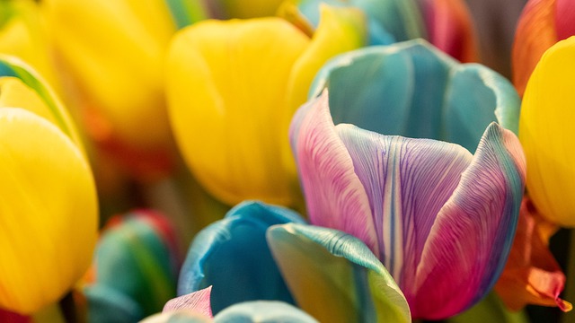 Free tulips flower nature illustration