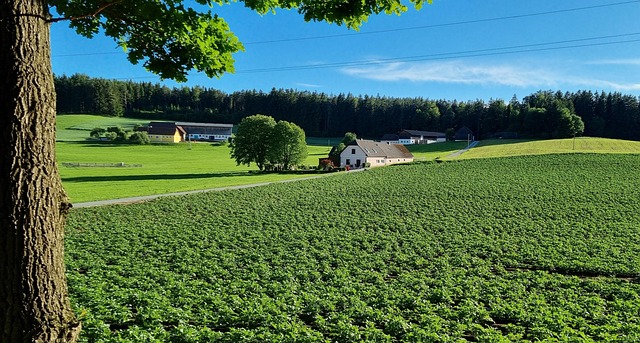 Frühling, Grün, Haus, Natur