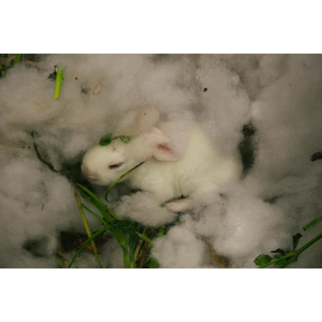 Rabit Tier Animal - Free photo on Pixabay