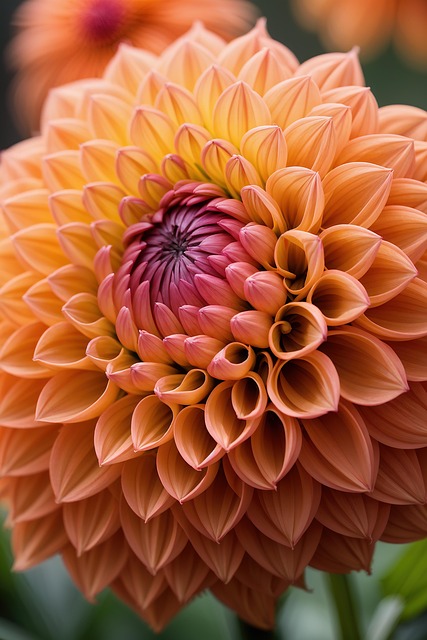 Free dahlia flower nature illustration