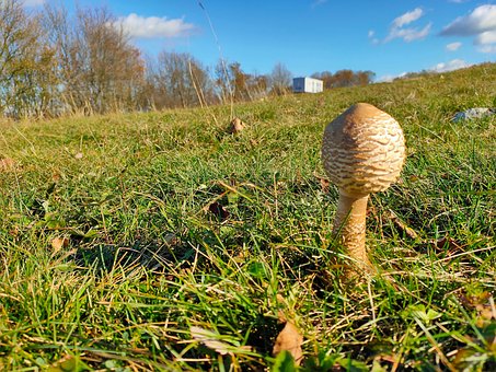 Free Mushroom Nature photo and picture