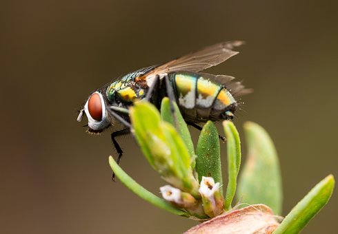 Free Fly Insect photo and picture