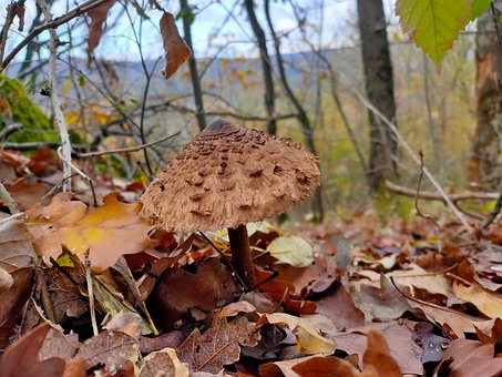 Free Mushroom Forest photo and picture