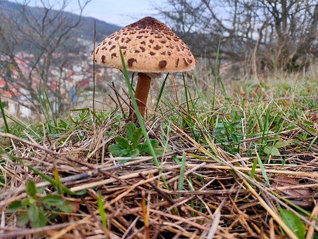 Free Mushroom Nature photo and picture