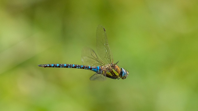 Free Migrant Hawker Dragonfly photo and picture