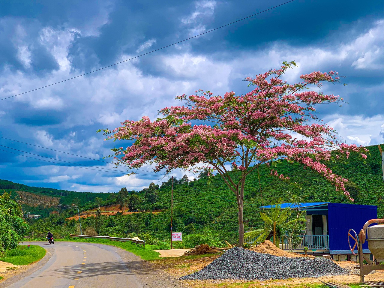 Batu Tree Pohon Hutan Batu - Foto gratis di Pixabay