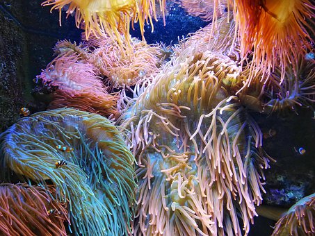 Free Sea Nature photo and picture