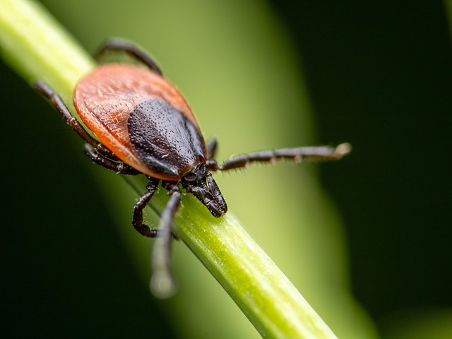 Kryds, Blodsugere, Insekt, Parasitære